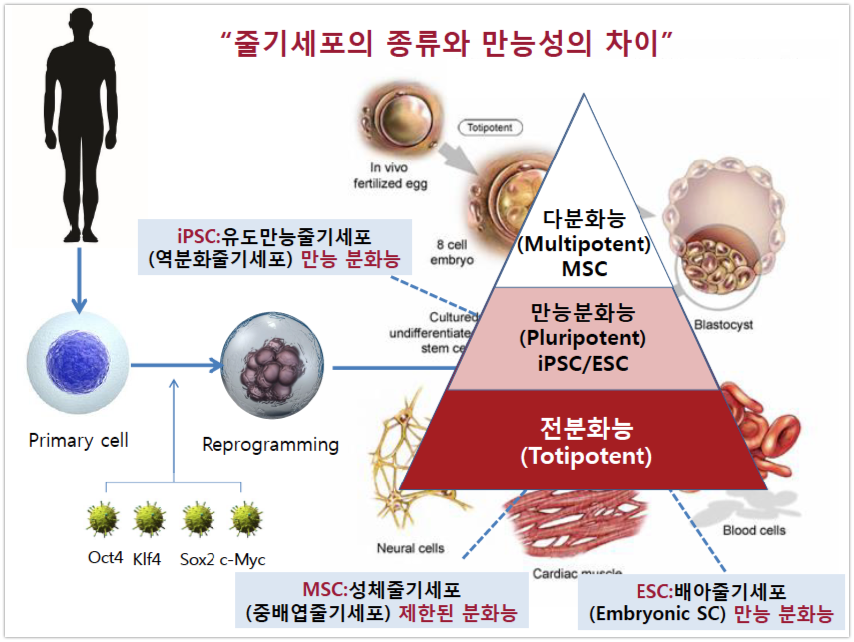 CiSTEM 줄기세포의 종류 - 와우테일