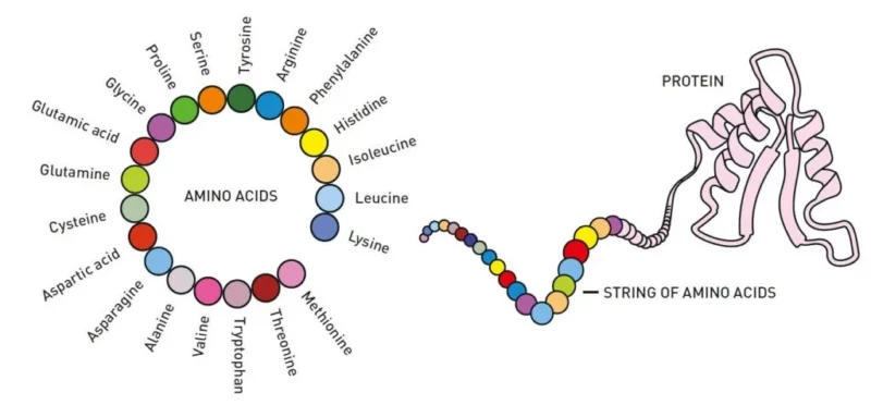 popular chemistryprize2024 figure1 1024x476 1 - 와우테일