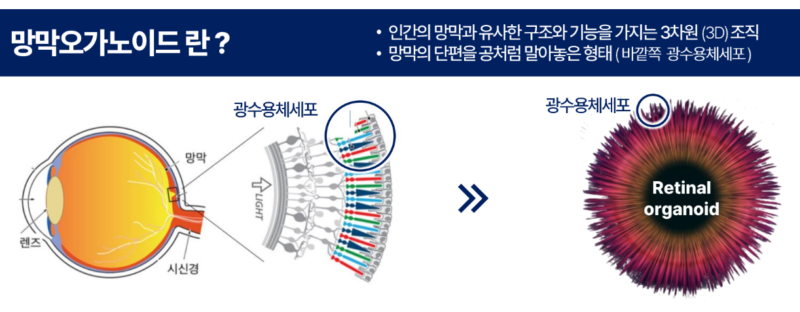 organoid - 와우테일